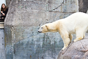 Image showing White bear