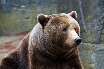 Image showing Brown bear