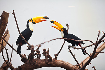 Image showing channel-billed toucan