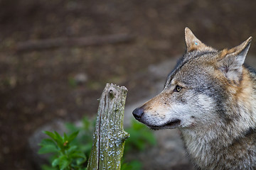 Image showing Wolf