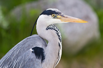 Image showing Great Blue Heron ( Ardea herodias )