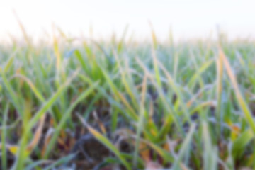 Image showing wheat during frost