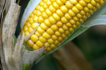 Image showing mature corn crop