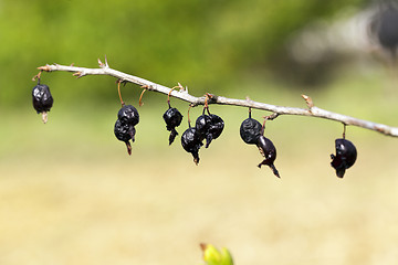 Image showing dried berries harvest