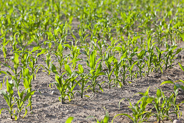 Image showing Corn field, summer