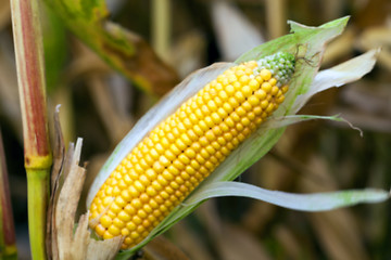 Image showing field with mature corn