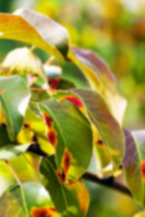 Image showing pear foliage in autumn