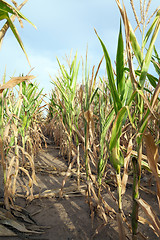 Image showing Green immature corn