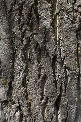 Image showing tree bark, close-up