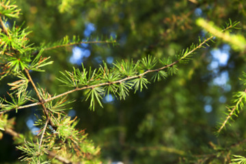 Image showing autumn in the park