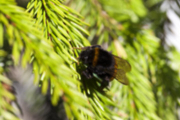 Image showing green fir tree close-up