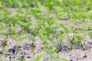 Image showing Field with carrot