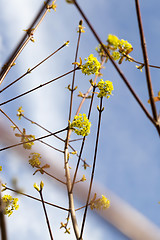 Image showing flowering maple, close up