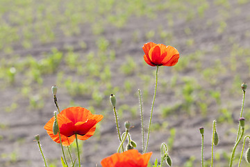 Image showing blooming red poppies