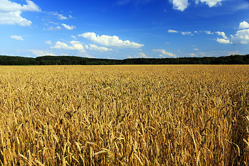 Image showing out wheat cleaning