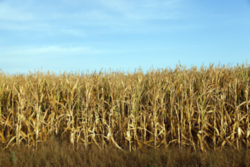 Image showing Green immature corn