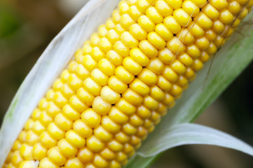 Image showing ripe corn, autumn