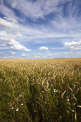 Image showing wildflowers in ripe rye