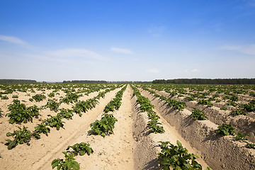 Image showing Potatoes in the field