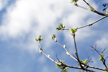 Image showing spring branch of rowan