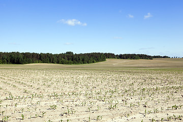 Image showing Corn field, summer