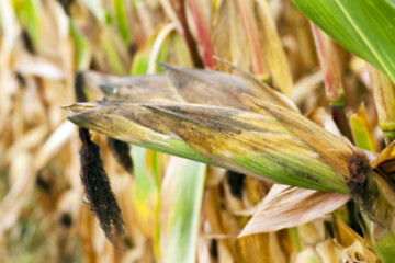 Image showing field with mature corn