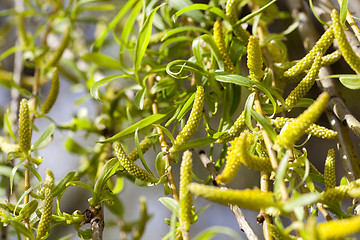 Image showing willow trees in the spring