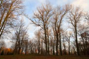 Image showing Park at sunset