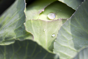 Image showing green cabbage after the rain