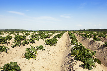 Image showing Potatoes in the field