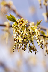 Image showing flowering maple, close up