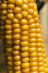 Image showing ripe corn, autumn