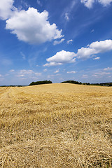 Image showing harvest of cereals