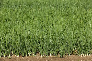 Image showing sprouts green onions