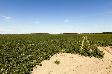 Image showing Field with potato