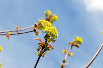 Image showing flowering maple, close up