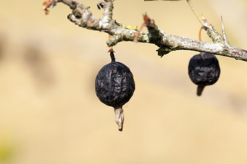 Image showing dried berries harvest