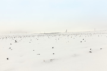 Image showing agriculture field in winter