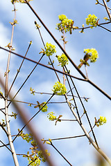 Image showing flowering maple, close up