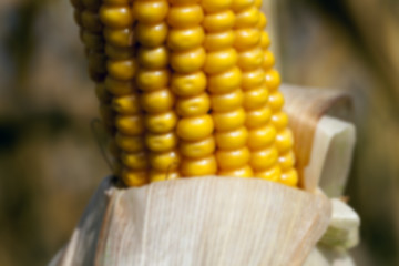 Image showing ripe corn, autumn