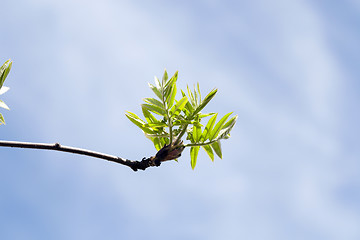 Image showing spring branch of rowan