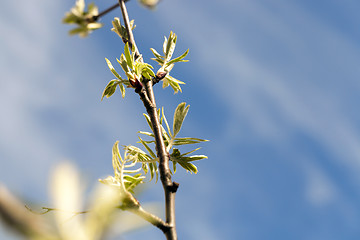 Image showing spring branch of rowan