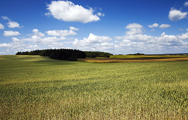 Image showing green grass grows