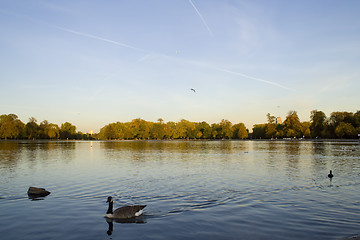 Image showing Ducks in the lake