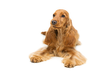 Image showing Beautiful English Cocker Spaniel