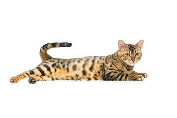 Image showing Beautiful bengal cat