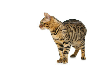 Image showing Beautiful bengal cat