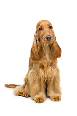 Image showing Beautiful English Cocker Spaniel