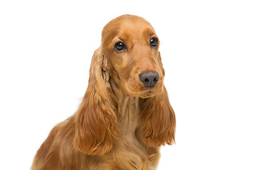 Image showing Beautiful young cocker spaniel