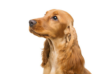 Image showing Beautiful young cocker spaniel